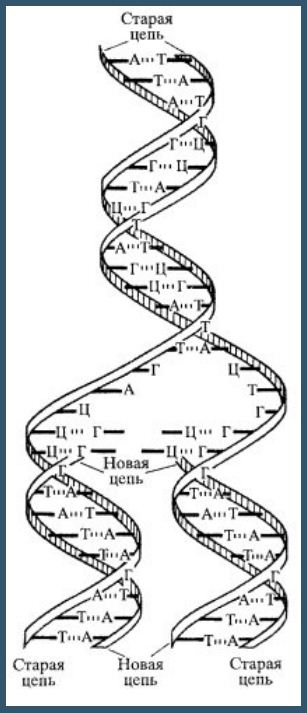biosinthesis1