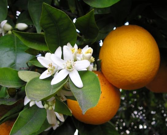 oranges