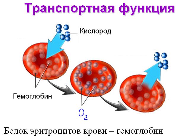 transport